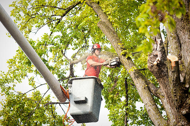 How Our Tree Care Process Works  in Duluth, MN